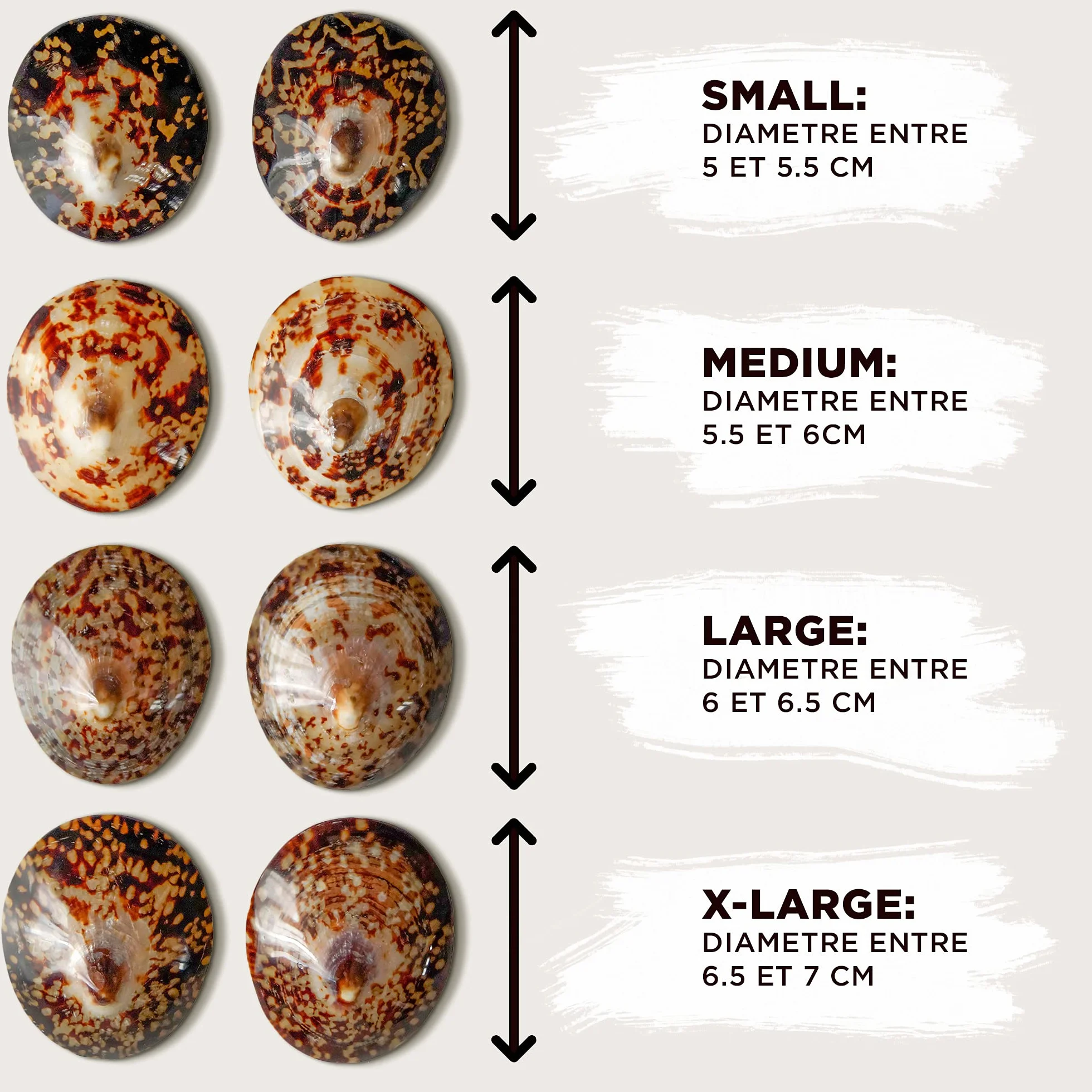 MOM’S SHELLS Essentiel Coquillages d’allaitement en nacre Taille M 5.5/6cm Anti Crevasse Lait Maternel