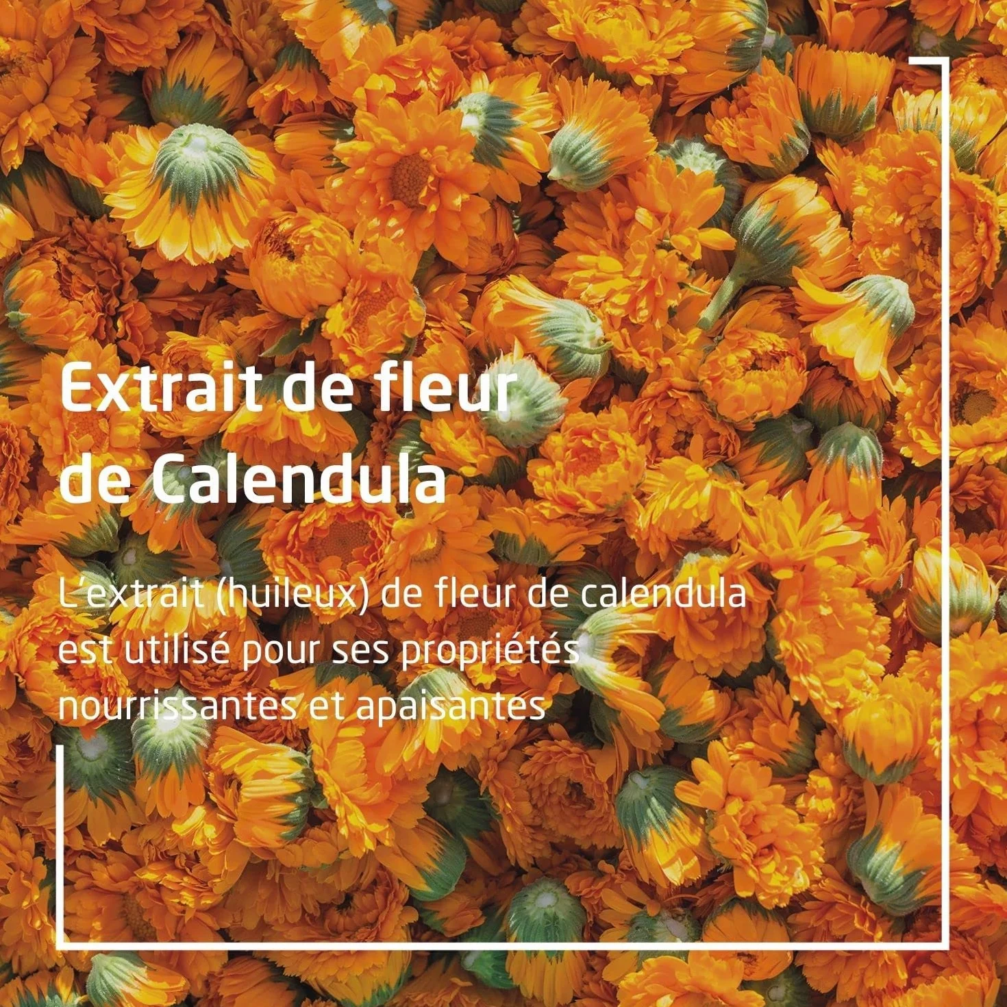 Welda Lait Corporel Calendula 200 ml Peau Délicate Bébés Enfants Adultes Sensible