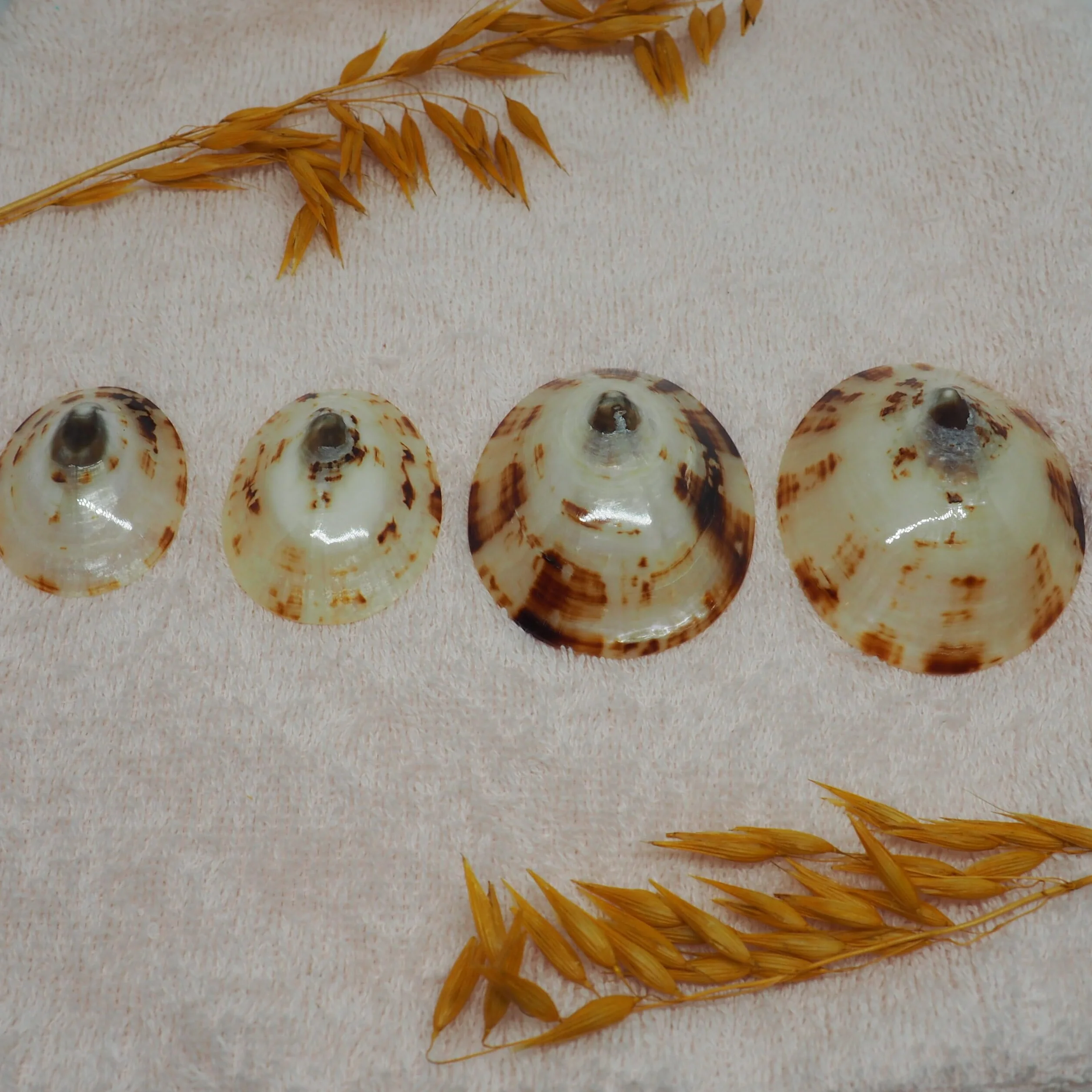 BABIG Coquillages d'Allaitement Taille M 100% Naturels Protection Mamelons Réutilisables